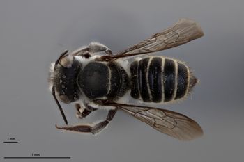Media type: image;   Entomology 16268 Aspect: habitus dorsal view